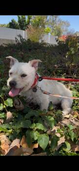 Millie -  West Highland White Terrier Westie and Corgi Dog for Adoption in Orange, California - Millie | PetCurious