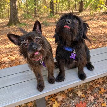 Scrappy -  Cocker Spaniel and Mixed Breed Dog for Adoption in Hopkinton, Massachusetts - Scrappy | PetCurious