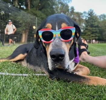 Rescue Hound Dogs for Adoption - Grover | PetCurious