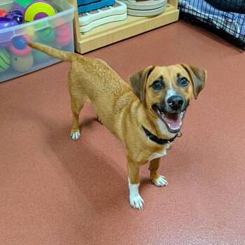 French Fry -  Beagle and Dachshund Dog for Adoption in Accident, Maryland - French Fry | PetCurious