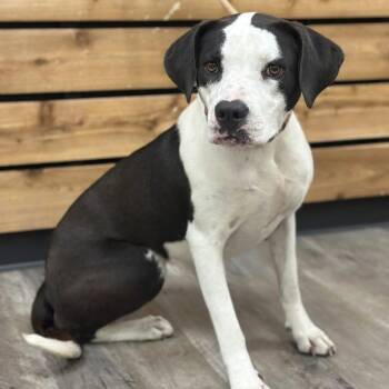 Doris -  Terrier Dog for Adoption in Mount Pleasant, Texas - Doris | PetCurious