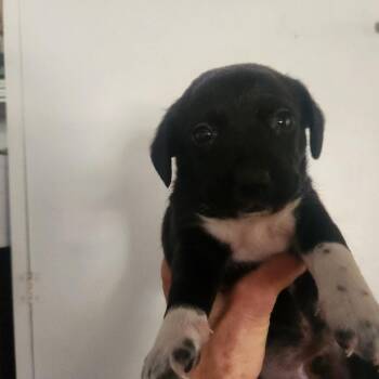 Dachshund and Poodle Dogs Available for Adoption in Chino Hills, California - Monkichi - Costa Mesa Location - Available 5/16 | PetCurious