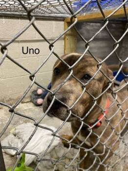 Rescue Mixed Breed Dogs for Adoption in Hobart, Indiana - Uno | PetCurious