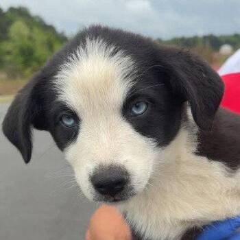 Mixed Breed Dogs Available for Adoption in Sterling, Massachusetts - Panda - 5 Months ( Avail 6/4) | PetCurious