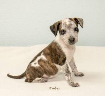 Ember -  Hound Dog for Adoption in Manchester, Connecticut - Ember | PetCurious