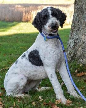 Rescue Standard Poodle Dogs for Adoption in Lancaster, Ohio - Meadow | PetCurious