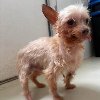 Kairo -  Yorkshire Terrier Dog for Adoption in Houston, Texas - Kairo | PetCurious