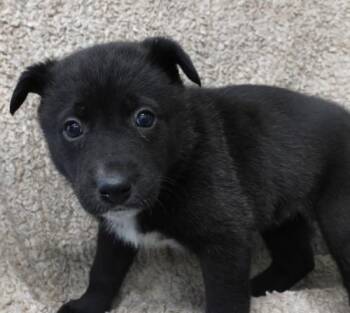 Border Collie and Shepherd Dogs Available for Adoption - Daphie | PetCurious