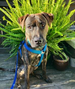 Rescue Plott Hound and Boxer Dogs for Adoption in San Antonio, Texas - Nitro | PetCurious