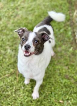 Puddin -  Chihuahua Dog for Adoption in Lucedale, Mississippi - Puddin | PetCurious