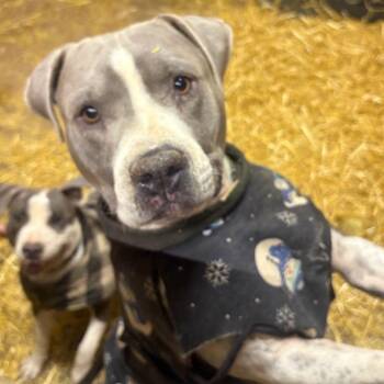 Rescue Pit Bull Terrier Dogs for Adoption in Mooresville, Indiana - Hank | PetCurious