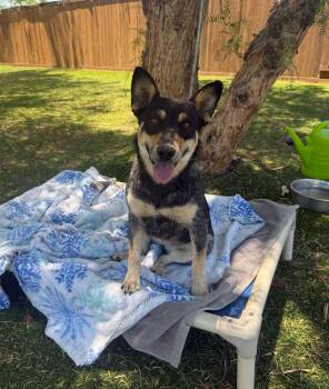 Cookie -  Australian Cattle Dog Blue Heeler Dog for Adoption in Temecula, California - Cookie | PetCurious