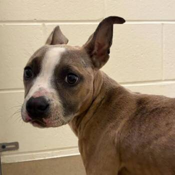 Mixed Breed Dogs Available for Adoption in Asheville, North Carolina - Heath Bar | PetCurious