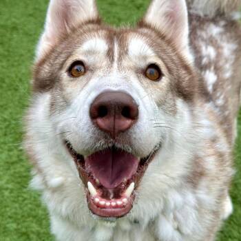 Zeus -  Siberian Husky Dog for Adoption in Matteson, Illinois - Zeus | PetCurious