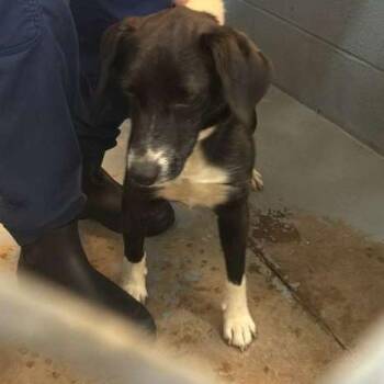 Mixed Breed Dogs Available for Adoption in Gadsden, Alabama - Haze | PetCurious
