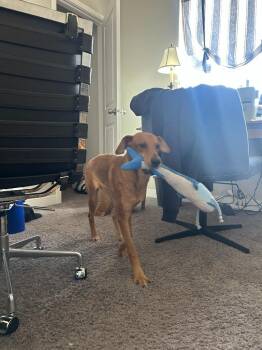 Georgia Peach -  Labrador Retriever Dog for Adoption in Millcreek, Utah - Georgia Peach | PetCurious