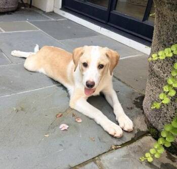Hugo Gohan -  Labrador Retriever Dog for Adoption in Milton, Georgia - Hugo Gohan | PetCurious