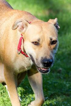 Mama Ruby Ann -  Pit Bull Terrier and Black Mouth Cur Dog for Adoption in Carmel Hamlet, New York - Mama Ruby Ann | PetCurious