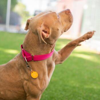 Pit Bull Terrier Dogs Available for Adoption in Warwick, Rhode Island - Rose | PetCurious
