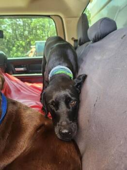 Harry -  Black Labrador Retriever Dog for Adoption in Mobile, Alabama - Harry | PetCurious