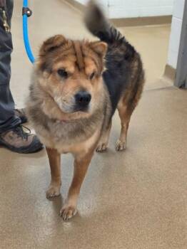 JENGA -  Shar Pei and Mixed Breed Dog for Adoption in St. Peters, Missouri - JENGA | PetCurious