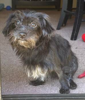 Morkie Dogs Available for Adoption - Pip | PetCurious