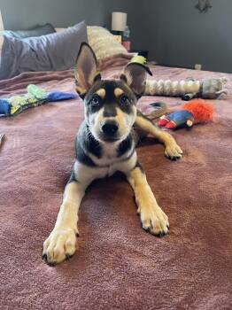 Chomper -  Husky and Shepherd Dog for Adoption in Bourbonnais, Illinois - Chomper | PetCurious