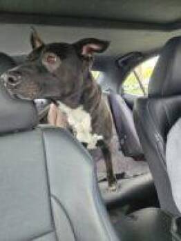 Mixed Breed Dogs Available for Adoption in West Chester, Pennsylvania - Milo Fka Patriot | PetCurious