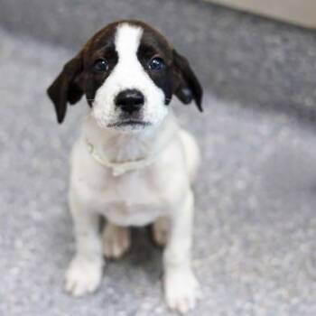 Omlete -  Hound and Mixed Breed Dog for Adoption in Atlanta, Georgia - Omlete | PetCurious