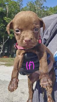American Bulldog Dogs Available for Adoption in Lakeland, Florida - Walmart- Pink | PetCurious