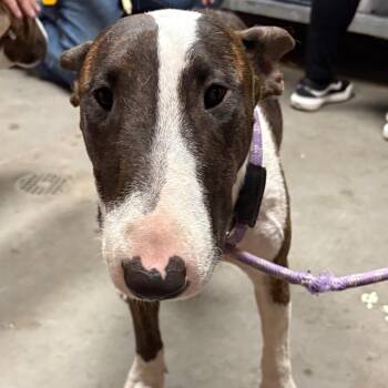 Bull Terrier Dogs Available for Adoption in Yuma, Arizona - Trixie | PetCurious