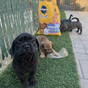 French Bulldog and Cavapoo Dogs Available for Adoption - Silas | PetCurious