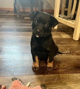 Rescue Mixed Breed Dogs for Adoption in Racine, Wisconsin - Recliner | PetCurious