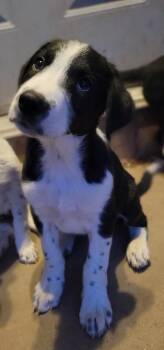 Border Collie and Australian Cattle Dog Blue Heeler Dogs Available for Adoption in Durango, Colorado - Cedar | PetCurious