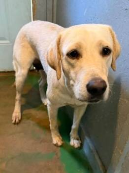Xena 26 -  Labrador Retriever Dog for Adoption in Brookhaven, Mississippi - Xena 26 | PetCurious