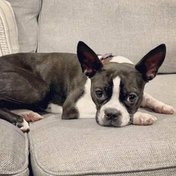 Harley -  Boston Terrier Dog for Adoption in Philadelphia, Pennsylvania - Harley | PetCurious
