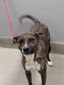 Rescue Pit Bull Terrier and Mixed Breed Dogs for Adoption in Las Vegas, Nevada - BOLT | PetCurious