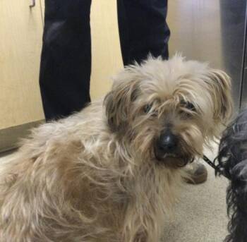 Terrier and Mixed Breed Dogs Available for Adoption in Riverside, California - ZEKE DUPE AID | PetCurious