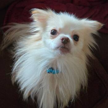 Rescue Chihuahua and Pomeranian Dogs for Adoption in Silver Spring, Maryland - Zeppelin | PetCurious