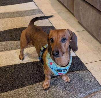 Miniature Dachshund Dogs Available for Adoption - Peanut | PetCurious