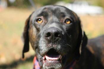 Rescue Pit Bull Terrier Dogs for Adoption - Choco Chunk | PetCurious