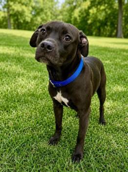 Choppo -  Pit Bull Terrier Dog for Adoption in Maryville, Tennessee - Choppo | PetCurious