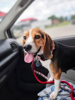 Claire- Fostered in SE Nebraska -  Beagle Dog for Adoption in Overland Park, Kansas - Claire- Fostered In SE Nebraska | PetCurious