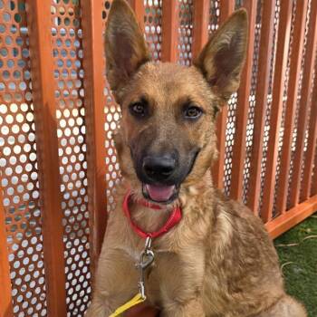 GRECKO -  German Shepherd Dog and Mixed Breed Dog for Adoption in Las Vegas, Nevada - GRECKO | PetCurious