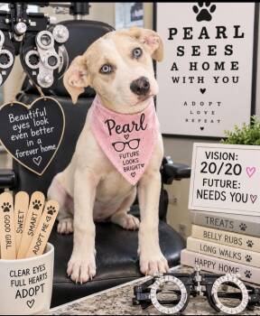 Pearl -  Labrador Retriever Dog for Adoption in Cumming, Georgia - Pearl | PetCurious