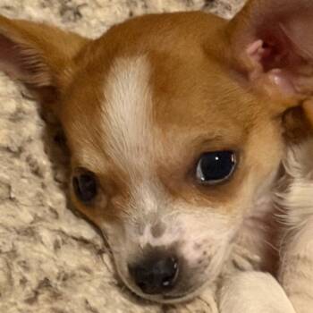 Tobias -  Chihuahua and Terrier Dog for Adoption in Kansas City, Missouri - Tobias | PetCurious