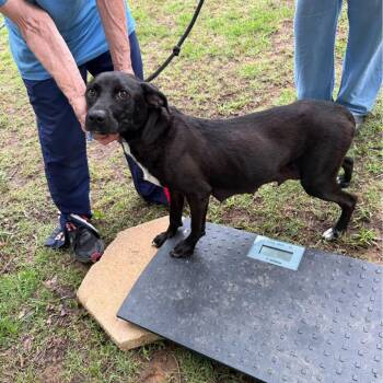 Isabelle (I litter mom) -  Mixed Breed Dog for Adoption - Isabelle (I Litter Mom) | PetCurious