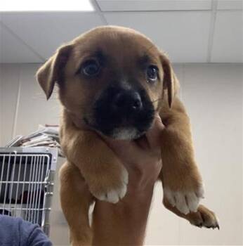 TULIP -  German Shepherd Dog and Mixed Breed Dog for Adoption in Visalia, California - TULIP | PetCurious
