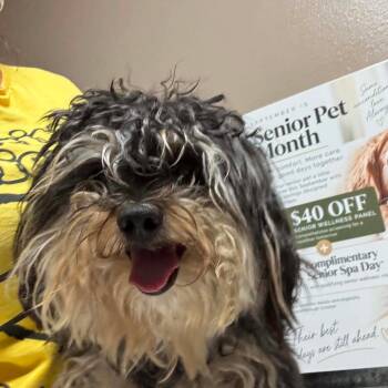 Sir OS NV -  Yorkshire Terrier and Terrier Dog for Adoption in Las Vegas, Nevada - Sir OS NV | PetCurious