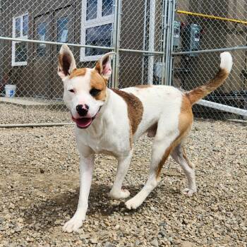 Rosco -  Pit Bull Terrier Dog for Adoption in North Battleford, Saskatchewan - Rosco | PetCurious